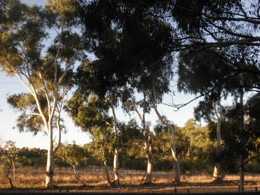 through patiently watching and sharing the newest insights for landcare. They are not worshipping the physical tree or rock or land...