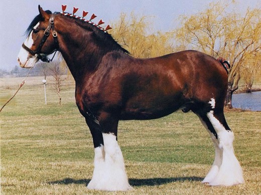 Clydesdale dressed for the show ring. Note the extensive white on the legs and heavy feathering.