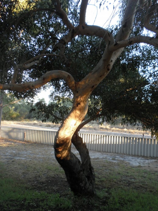 Re-establish our connection with nature, re-discover the ancient wisdom...it is here all around you, are you listening?