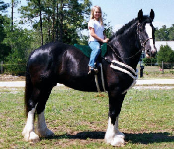 Gentle giant