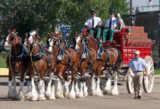 Famous team of Clydesdales in America