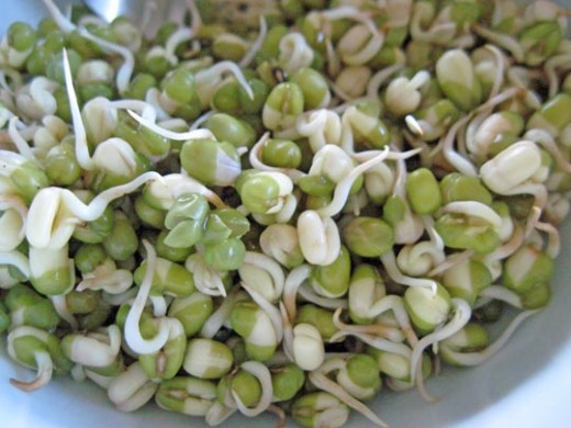 Mung beans sprouts