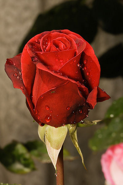 Hybrid Tea Rose called "Camp David"