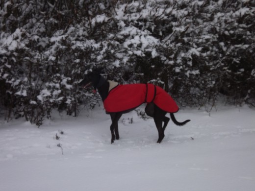 Maggie in her winter coat enjoying the snow