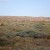 Emu family, Cape Range National Park, Western Australia. Emu family, Cape Range National Park, Western Australia.
