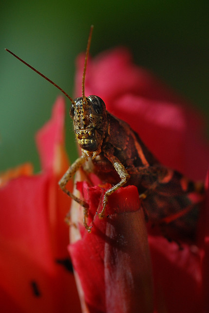 A grasshopper eating the petals of a flower.