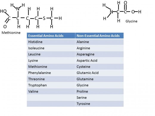 Categories of Amino Acids in terms of Nutrition- Essential and Non-Essential of the common twenty with a representative from each shown as a line drawing.