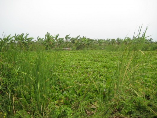 Swamp in Pampanga