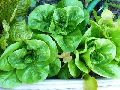 Thin crowded baby lettuces. Use the thinnings for early salads.