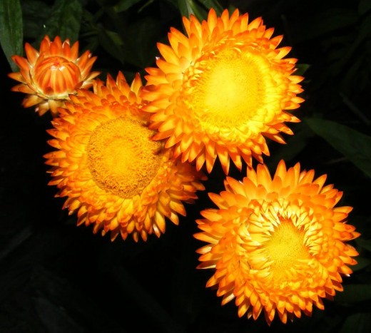 Bright sunny sunflowers in the morning 