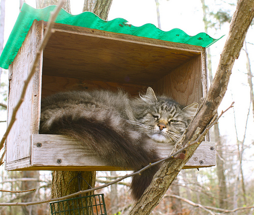 In Nearby Carbondale, Illinois. Photographer bluebike found that cats have their own houses here.