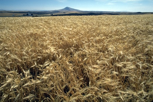 This field of barley is sustained entirely by irrigation in the form of water pumped from rivers or lakes.