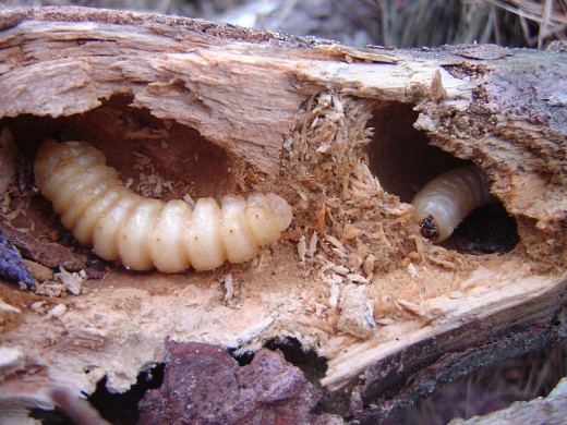 Most of us would never eat a grub normally. But in a survival situation, they could save your life. They contain more protein than beef pound for pound.