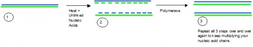 The dashes are unlinked nucleotides