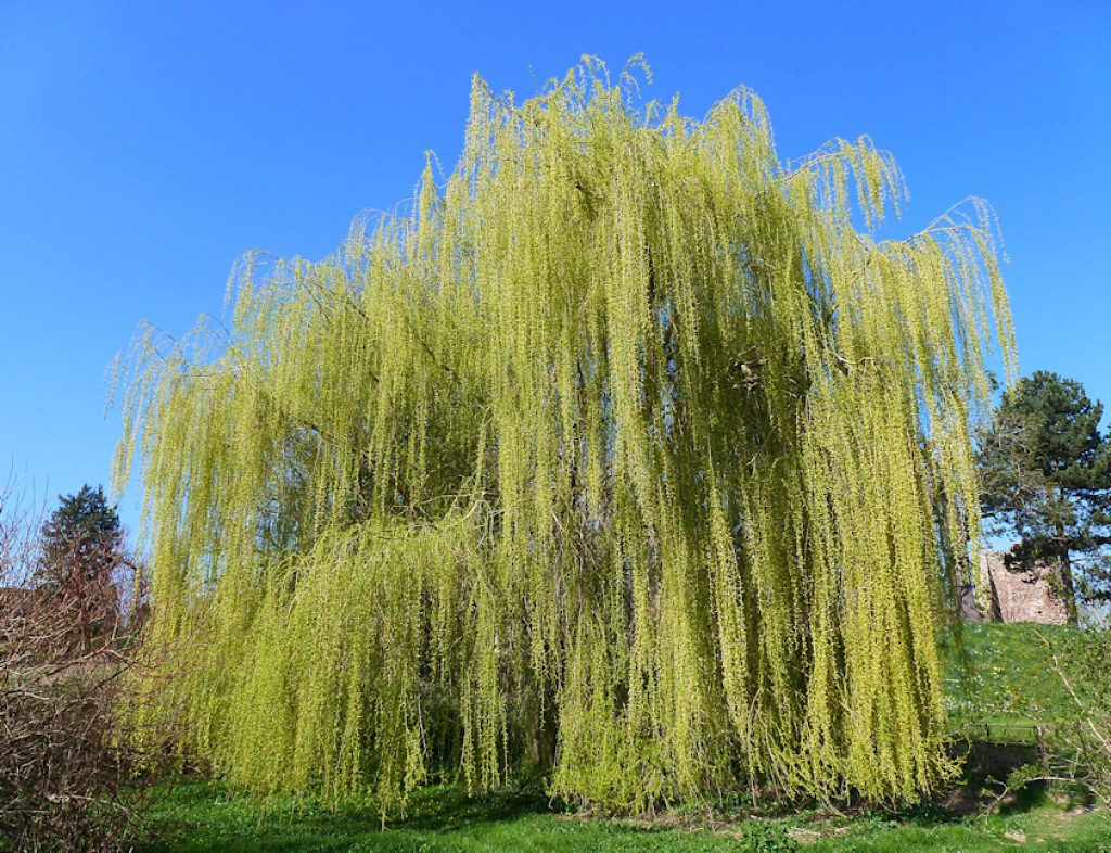 Weeping Willow Tree - Haiku Poem