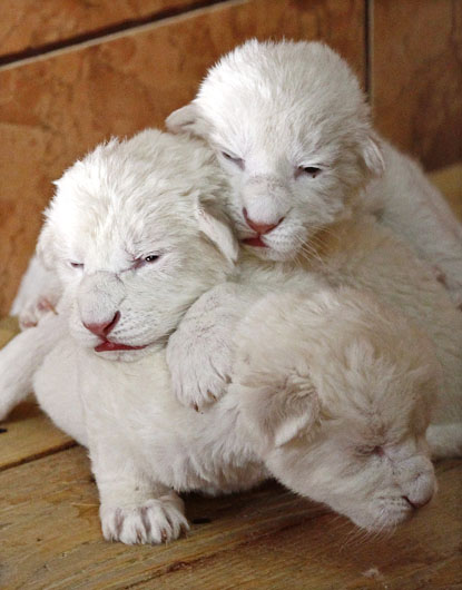 Day old white Lion cubs lie next to their mother Sumba in their enclosure at Belgrade's Zoo in Serbia. The newborns are extremely rare subspecies of the African Lion. A day old and they have become an instant sensation and the zoo's greatest attracti