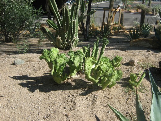 Cactus's are some of the most interesting looking "plants" for sure! This is a very worthwhile sight to see when in Las Vegas, The Ethel M. Cactus Garden and Chocolate Factory is located in Henderson, Nevada.