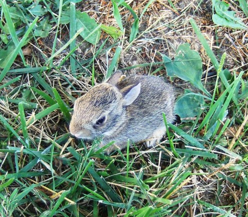 This Little Bunny came out of its hole and the cat was there and the bunny thought it was its mother... they seemed quite content laying together