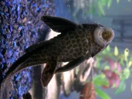 Plecostomus. Aka pleco, aka sucker fish. They eat algae and grodies. And sometimes cucumber ^_^
