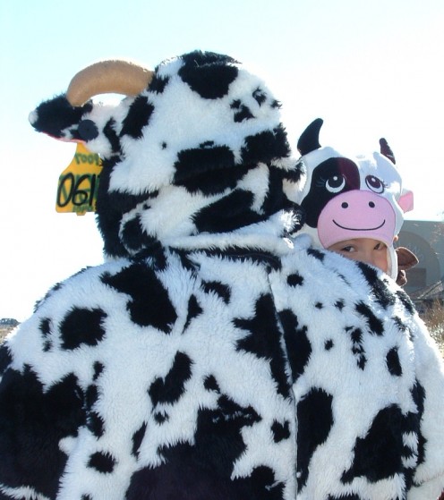 So you won't be the only cow on the beach during the Halloween Sea Witch Parade. 