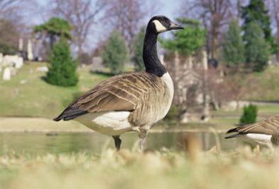Side view of Canada goose
