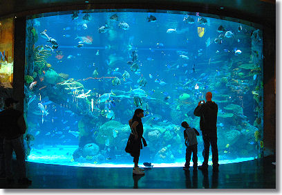 Giant salt water aquarium at the Silverton Hotel and Casino