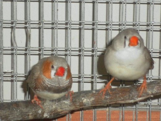 A Pair of Zebra Finches - the male on the left has showier plumage with chestnut cheek patches, a black barred breast and white spotted chestnut flanks.