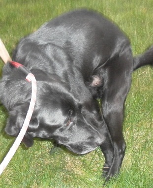 Scent Communication - all dog owners are familiar with the poo crouch. The dog's anal glands glands attach a scent to the poo which then acts rather like a pungent 'tweet' being a message in the public domain which any passing dog can read.