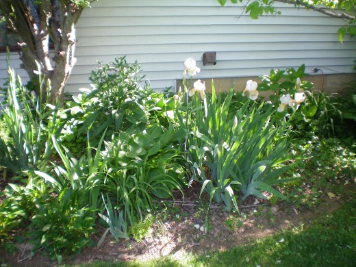 Iris Border