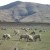 Sheep in a farm near Queenstown Sheep in a farm near Queenstown