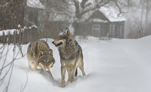 Grey Wolves were once rare in the Chernobyl area, now there are more than 200 of them.