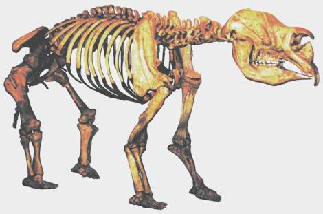 Diprotodon skeleton