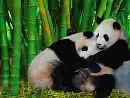 Pandas enjoying the world's tallest grass - bamboo