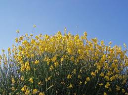 This yellow flower is used to make a reddish colored oil and dye.  The reeds of the flower are soaked in water into tiny strands which are used to make rope and weave sacks.  