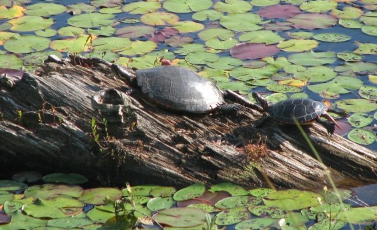 How to Protect Turtles: Practical Ways to Help an Endangered Species Survive