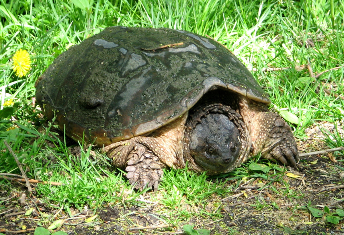  Common Snapping Turtle (Chelydra serpentina), female, looking for site to lay eggs, Rideau River, Ottawa, Ontario, Canada