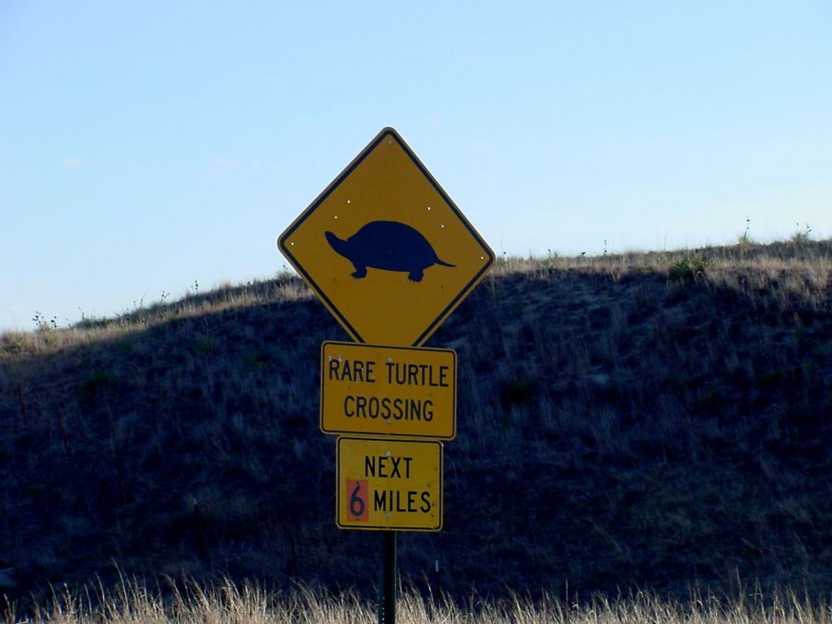 Sign for Turtle Crossing, Middle of Nebraska