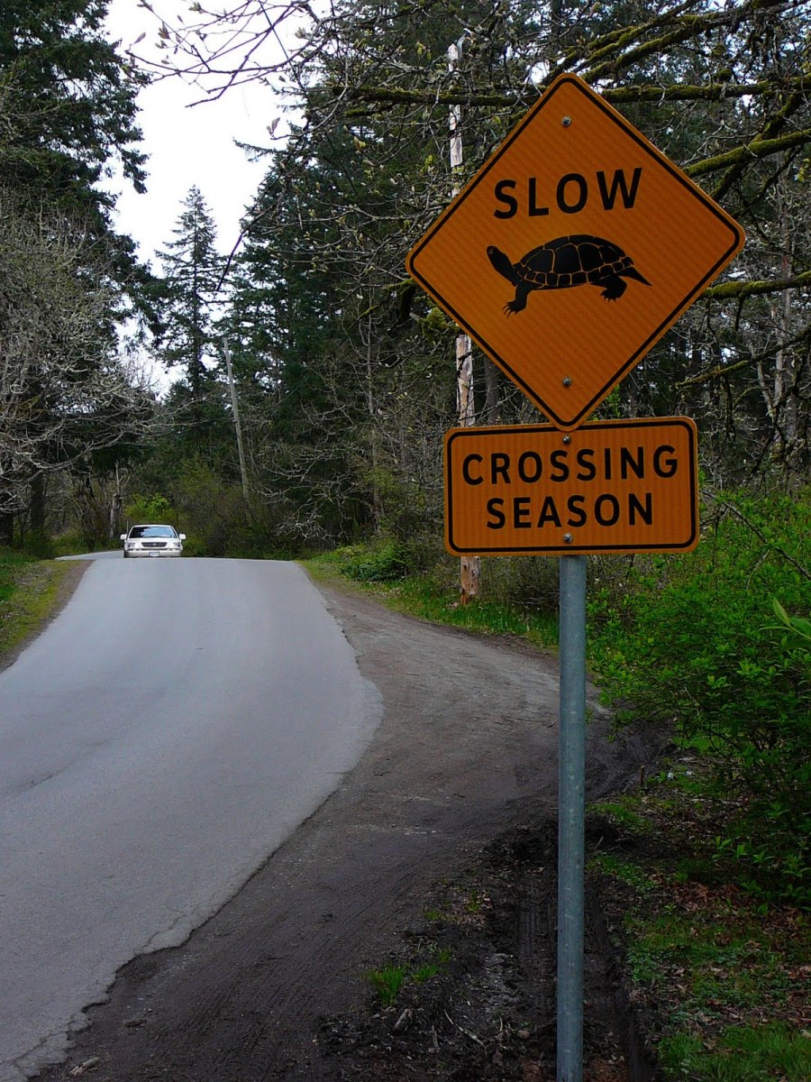 urtle crossing sign in British Columbia. Erected to minimize deaths of endangered (in BC) painted turtles.