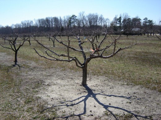 pruning peach trees download free