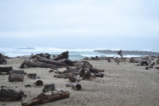 Walking Through The Washed Ashore Wood