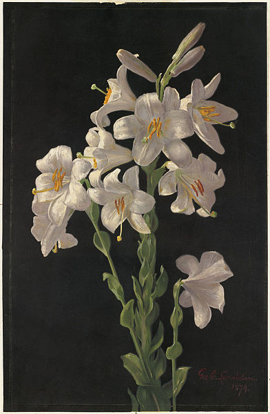 Beautiful Easter Lily artwork by George Cochran Lambdin.