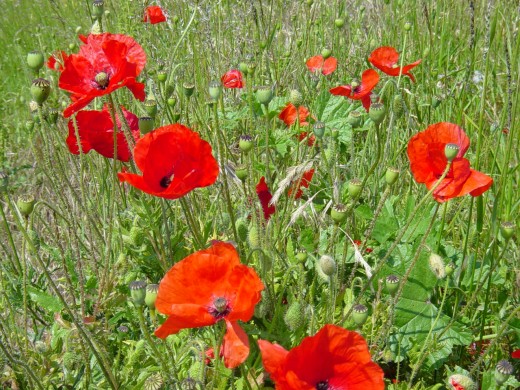 Poppy field in England