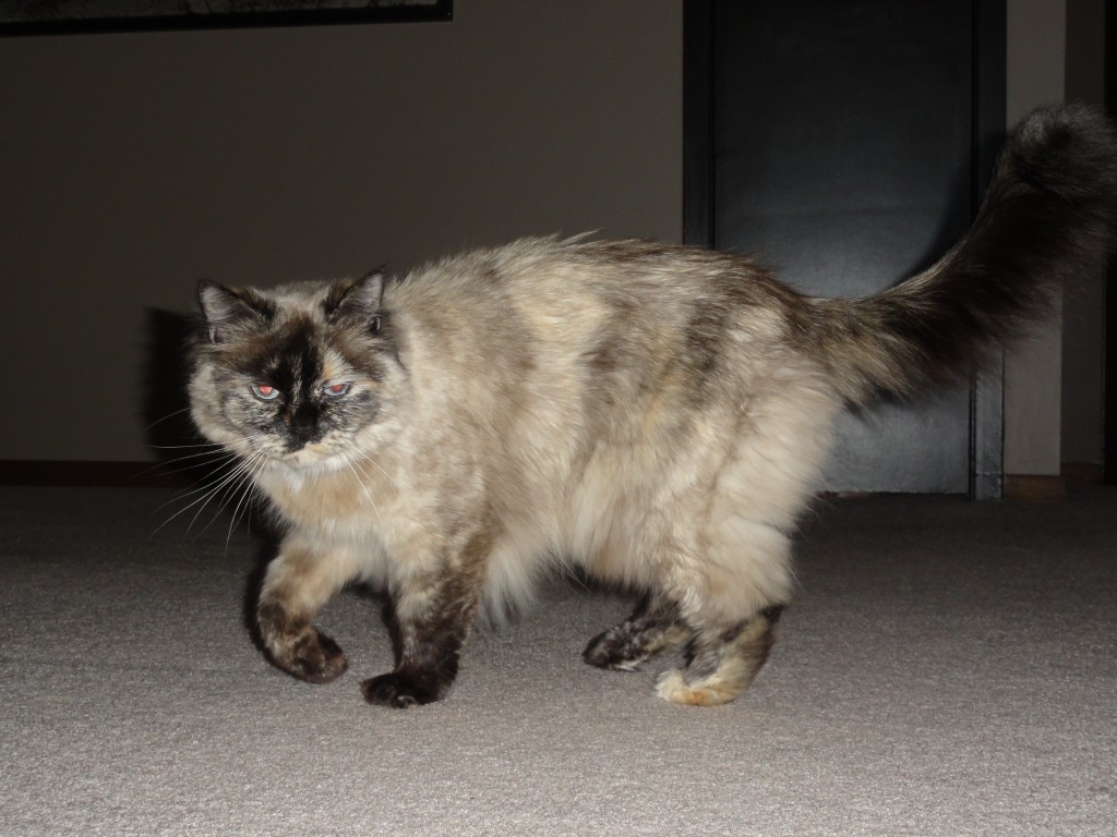 How to Groom Your Cat and Remove Excess Cat Hair and Fur With a Slicker