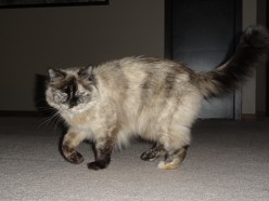 How to Groom Your Cat and Remove Excess Cat Hair and Fur With a Slicker Brush and the Furminator