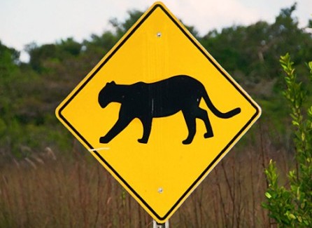 sign saying 'cougar in the area--beware!'