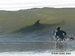 Sharks and Humans Don't Mix