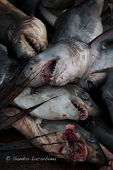 Shark Fin Soup