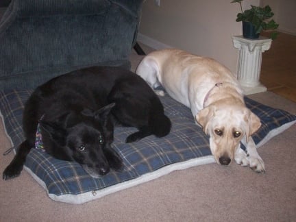 Sephi and Maya on their Dog Bed.