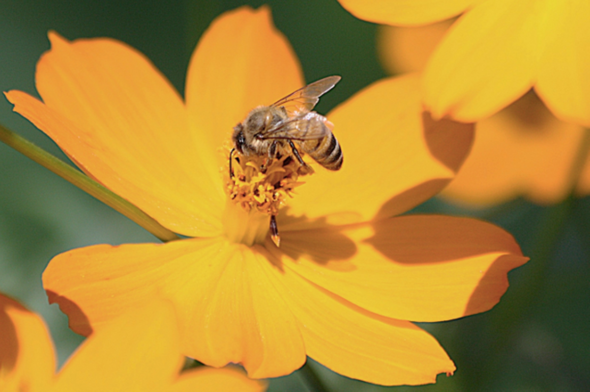 Honeybees - Why Are They Disappearing?