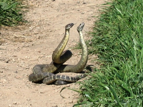 Rattlesnake Dance, Portola Valley, Windy Hill Open Space Preserve, San Mateo County, California. – "It seemed like part dance, part wrestling match. I thought they might be courting, but it's a combat ritual between two male Northern Pacific Rattlena